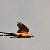 Scissor-tailed Flycatcher, Katy farmlands, Texas